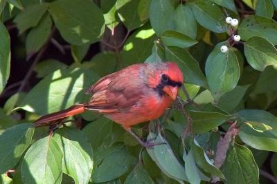 Cardinal - PICT1348.jpg