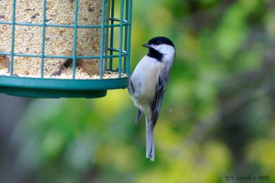 Black-capped Chickadee