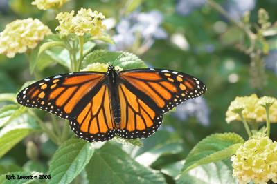 Monarch butterfly (Danaus plexippus)