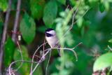 Black-capped Chickadee