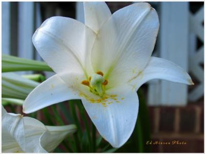 Lily