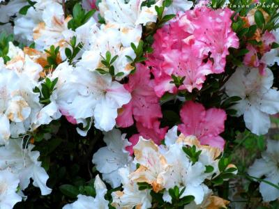 Multi-color Azalea