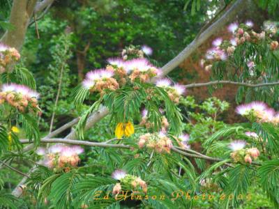 Mimosa