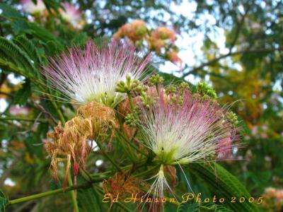 Mimosa Closeup