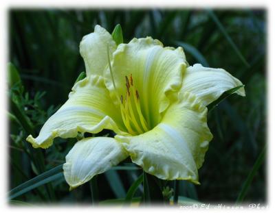 Daylily