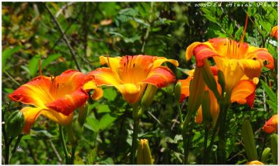 Daylily