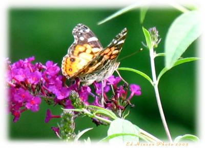 Flutterby