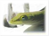 Closeup of Carolina Anole