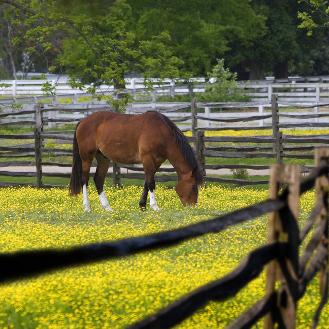 Happy Horse in Pasture
