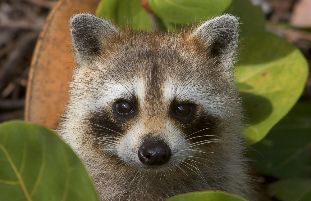 Raccoon