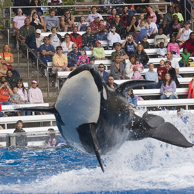 Shamu and Audience