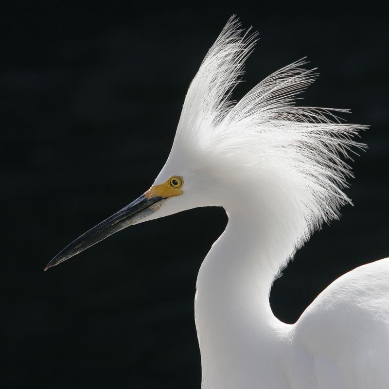 Snowy Egret