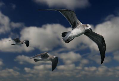 Three Gulls