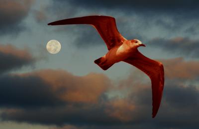 Seagull at Sunrise