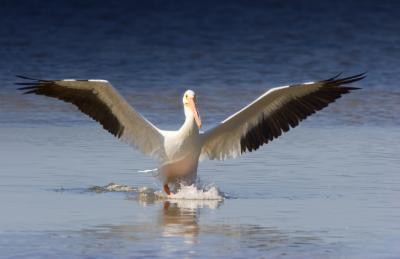 Landing Pelican