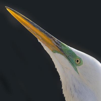 Sharp Beak