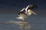 Landing White Pelican