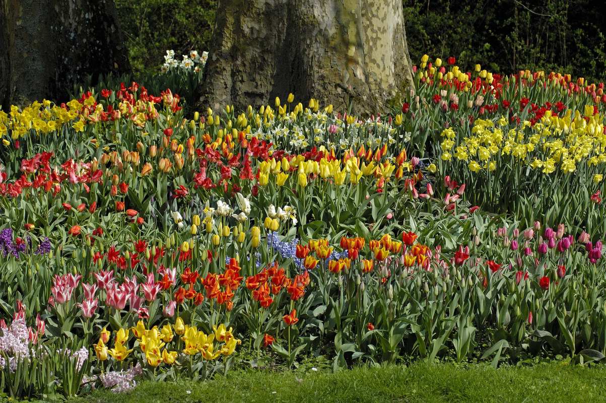 Isle of Mainau, Bodensee