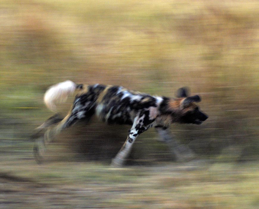 African Wild Dog