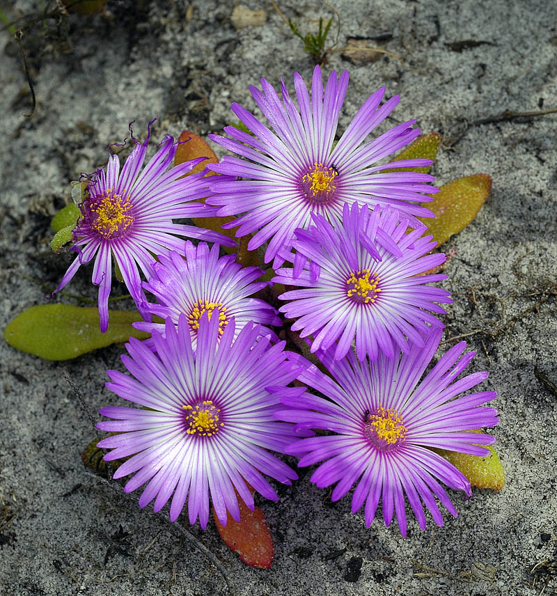Dorotheanthus bellidiformis (Bokbaaivygie), Aizoaceae, Cape Peninsula