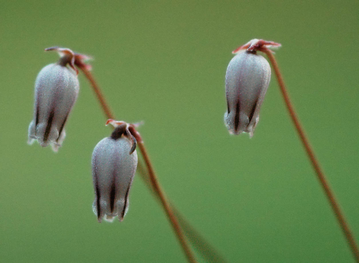 Drimia uniflora (Fairy bell), Hyacinthaceae, Pilgrims Rest, Mpumalanga