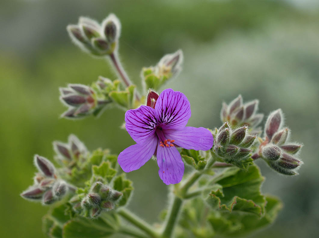 Pelargonium cucullatum, Geraniaceae, Cape Peninsula