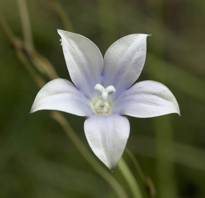 Wahlenbergia caledonica, Campanulaceae, Trichardt, Mpumalanga