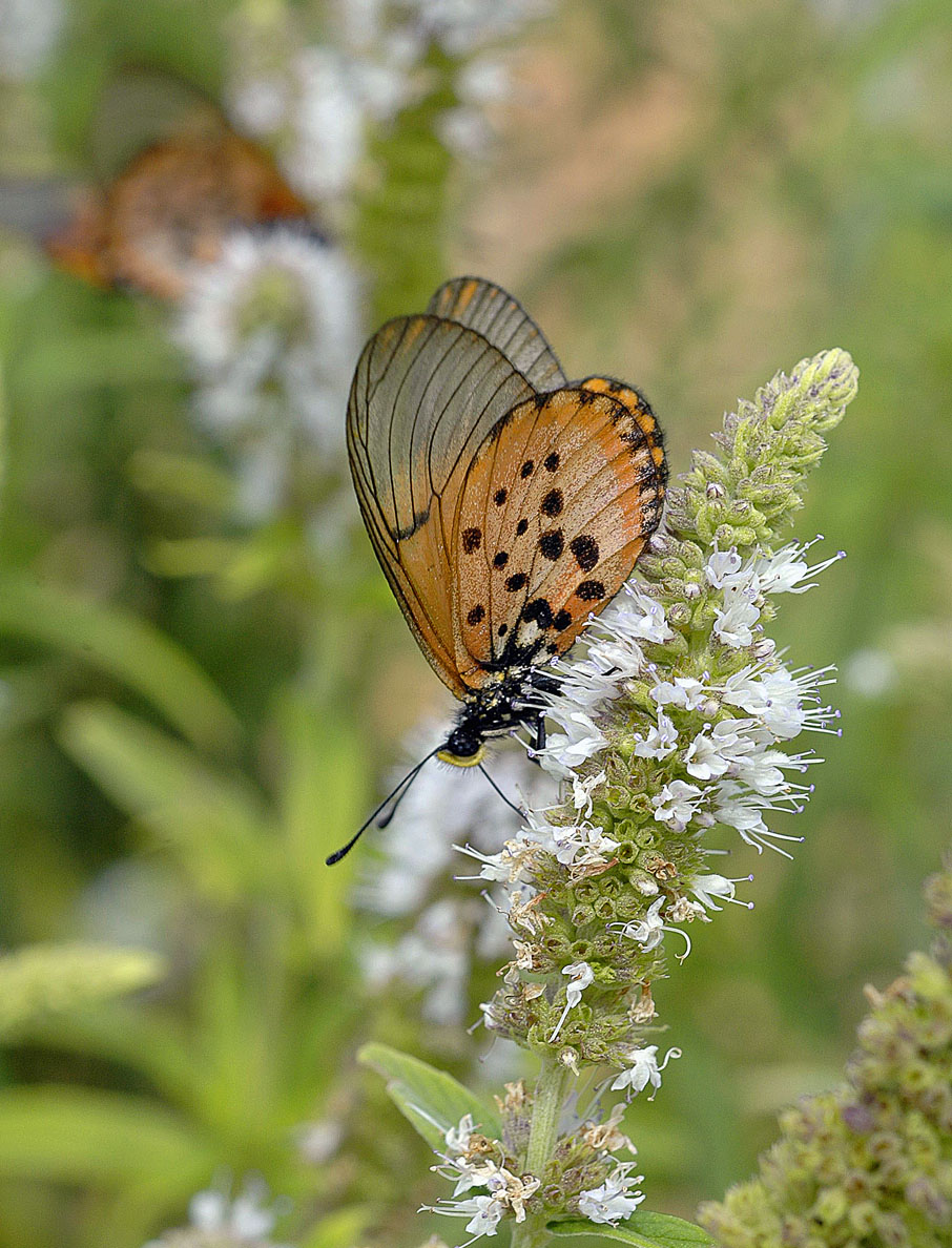 Acraea horta on mint (Mentha longifolia), Roodepoort