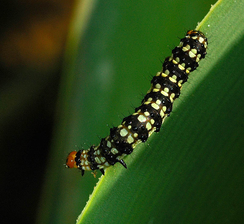 Brithys crini pancratii (The dreaded lily borer)