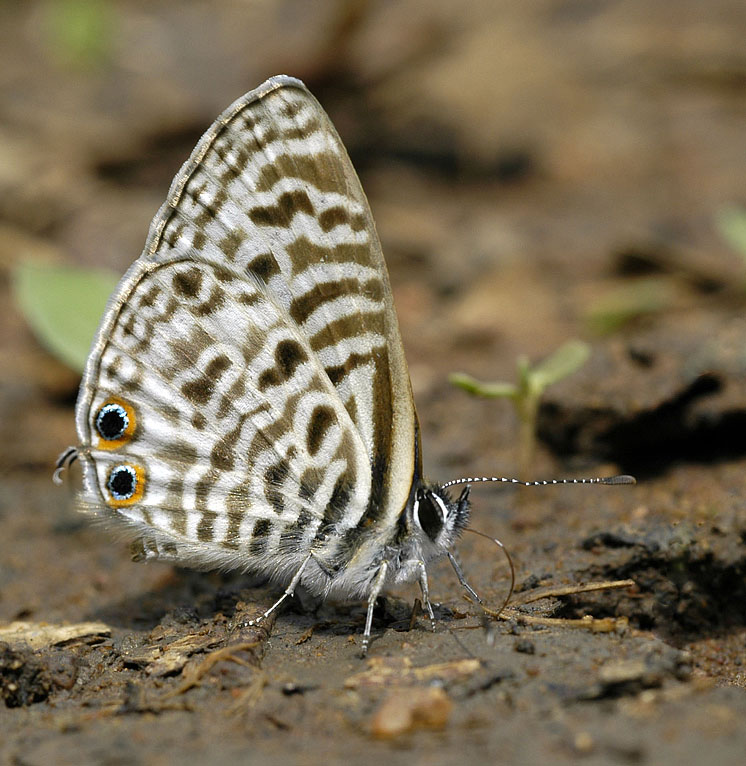 Cyclyrius pirithous, Thabazimbi