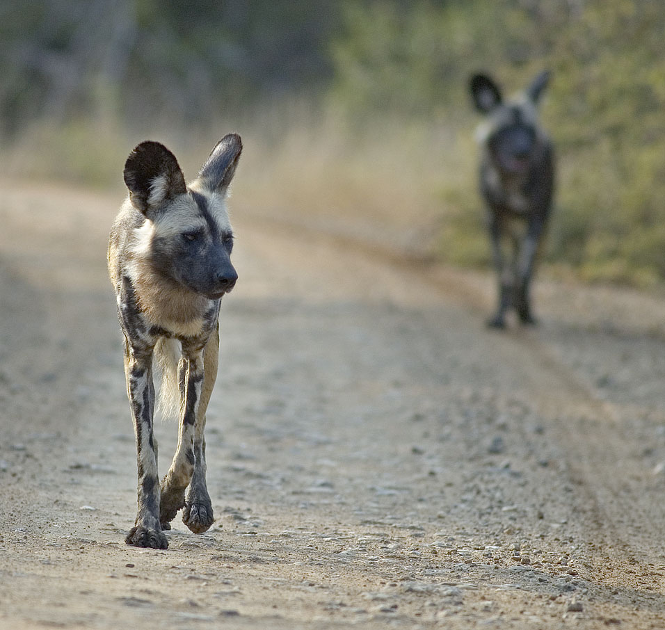Wild dogs