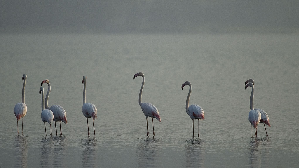 Greater flamingoes (Phoenicopterus roseus)