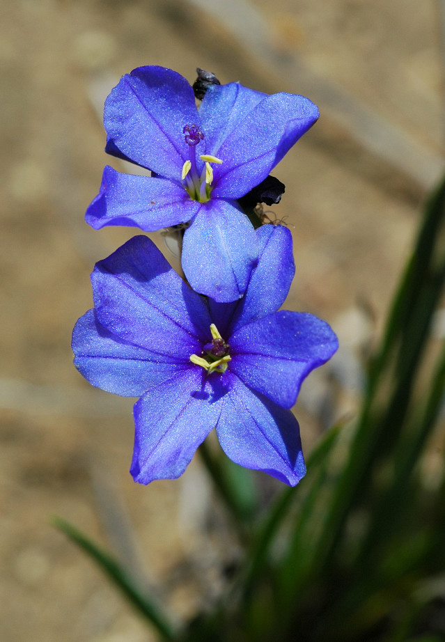 Aristea africana, Iridaceae, Jonkershoek