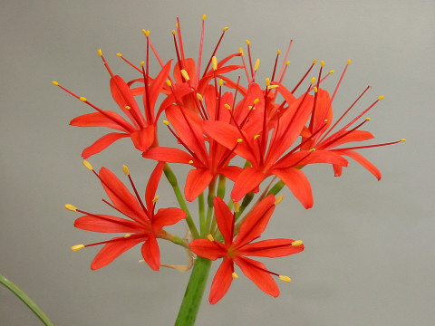 Cyrtanthus montanus, Amaryllidaceae