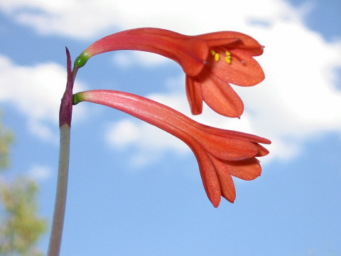 Cyrtanthus ventricosus, Amaryllidaceae