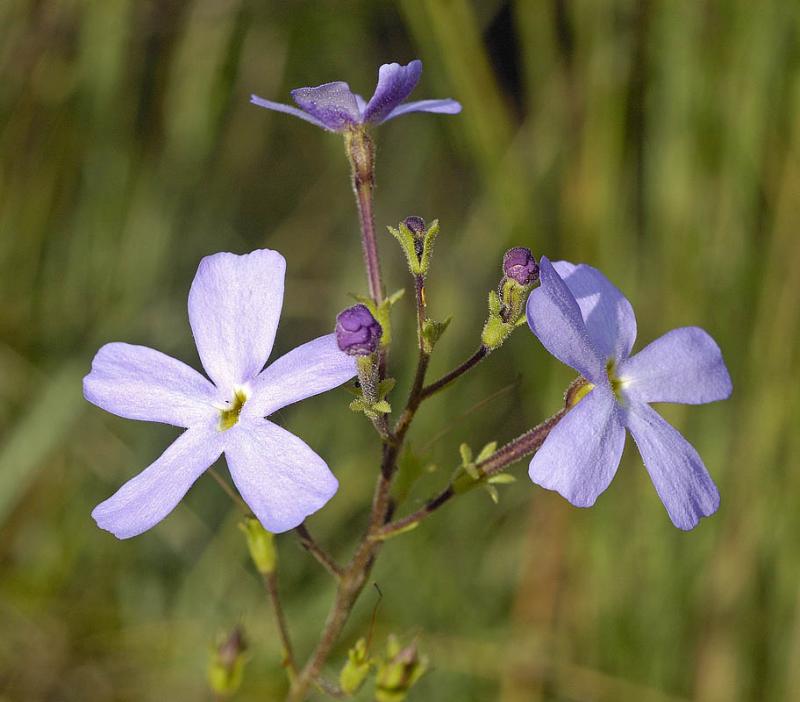 Sutera grandiflora, Scrophulariaceae, Roossenekal, Mpumalanga