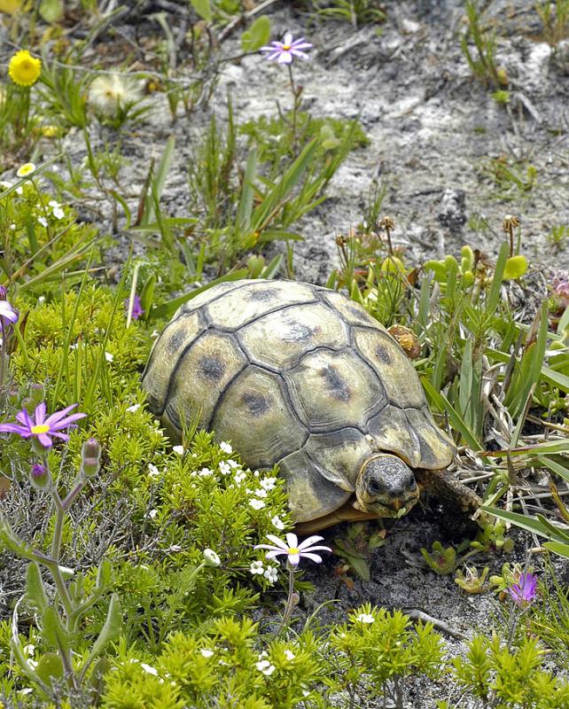 Geometric tortoise, Cape Peninsula