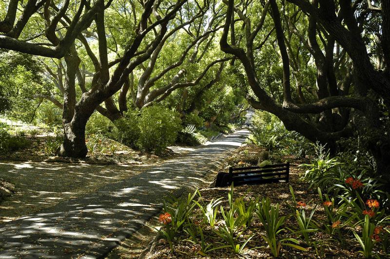 Camphor tree lane, Kirstenbosch National Botanical Garden