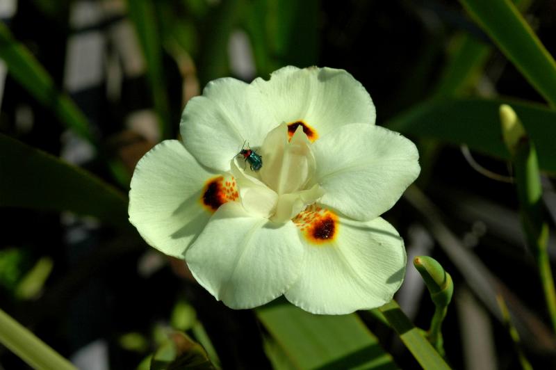 Dietes bicolor, Iridaceae