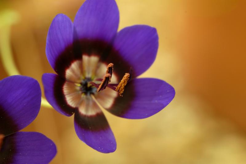 Geissorhiza monanthos, Iridaceae