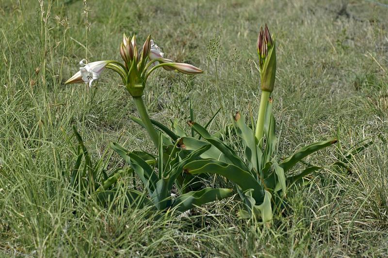 Crinum macowani, Amaryllidaceae