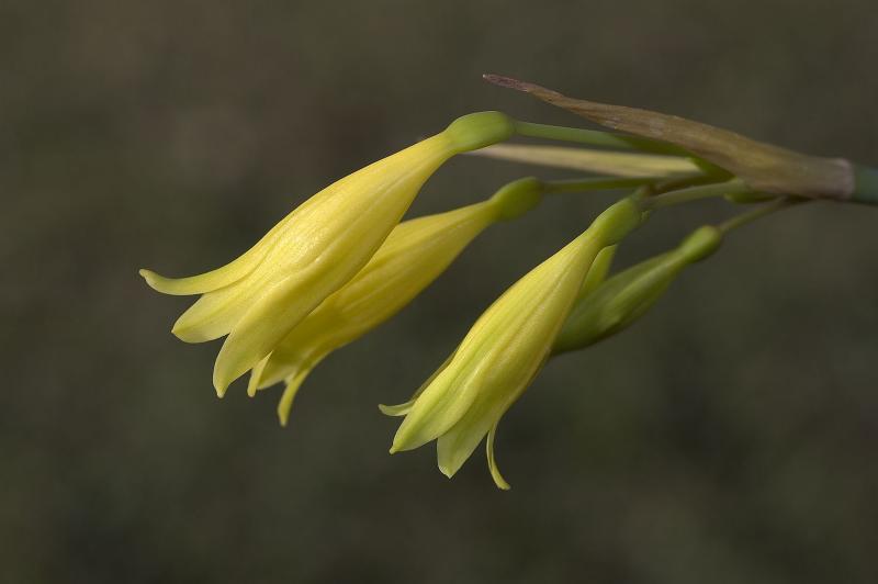 Cyrtanthus flavus, Amaryllidaceae