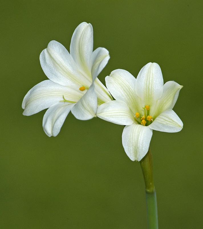 Cyrtanthus loddigesianus, Amaryllidaceae