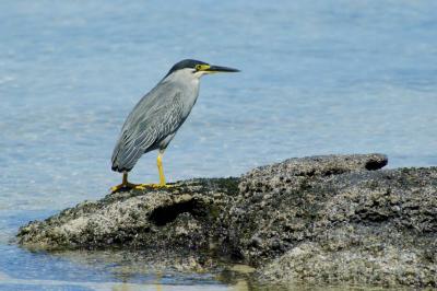 Mauritian Green-backed Heron