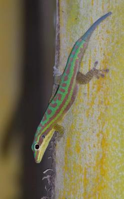 Ornate day gecko - Phelsuma ornata