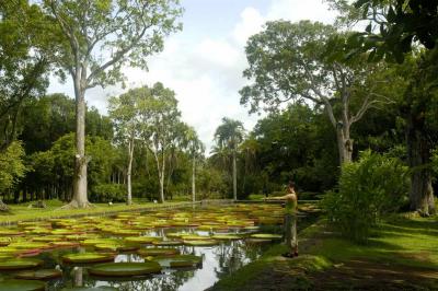 The giant water lily pond, Pamplemousses Botanical Gardens