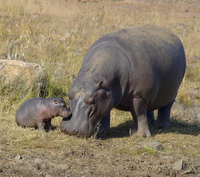 Hippo mother and calf