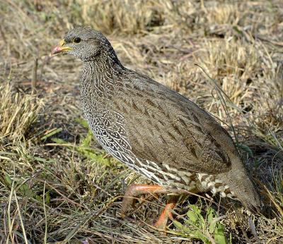 Natal Francolin (Francolinus natalensis)