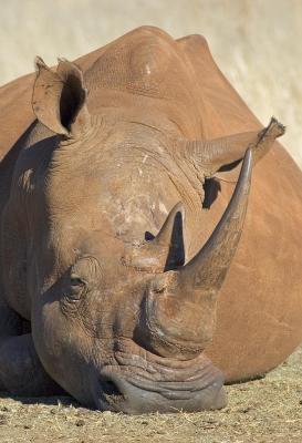 The reason why it is called a square-lipped rhino by some
