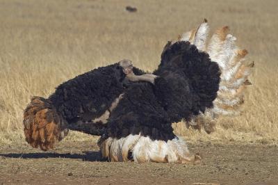 Ostrich (Struthio camelus) in mating display